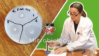 Microbiology  GCSE Science Required Practical Triple [upl. by Anaujd]