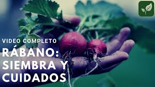 Como cultivar rábano como plantar rabanitos [upl. by Vogel]