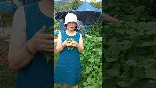 깻잎 수확  Harvesting perilla leaves shorts [upl. by Eulalee]