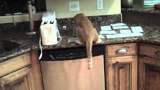 How to keep cats off the counter [upl. by Lajib]