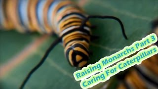 Raising Monarchs Part 3  Caring For Caterpillars How To Raise Caterpillars [upl. by Cressy]