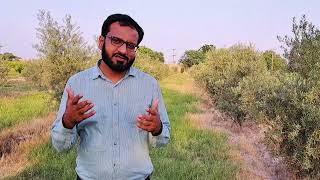 Olives Farming in Pakistan  Zaitoon ki kasht [upl. by Sarchet75]