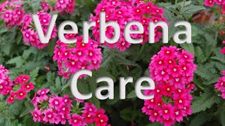 Verbena Care [upl. by Lorre640]