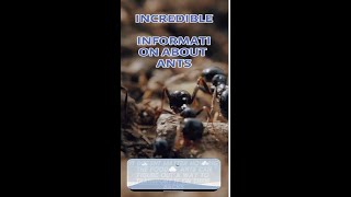 Incredible information about ants Incredible informationants [upl. by Ahseinaj]