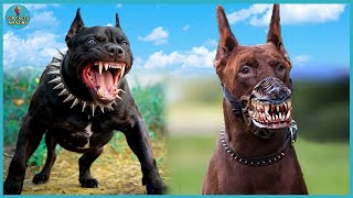 Top 8 Most Aggressive Dog Breeds In The World  Ready To Turn On Their Owner Top facts Amazing [upl. by Nyraa]