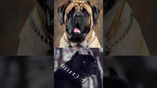 ENGLISH MASTIFF VS PITBULLBANDOG [upl. by Martine344]