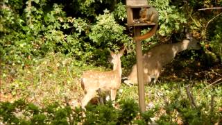 Injured Doe and her Fawn [upl. by Wootan]