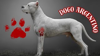 The DOGO ARGENTINO 1 Catch Dog dogoargentino [upl. by Eselrahc567]