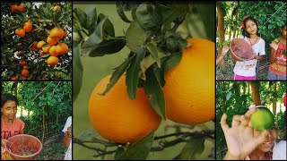 Orange circleminivlog 😱😇🍊🍊plzdosuporrtmychanlfriends shatimissy [upl. by Ardiekal63]