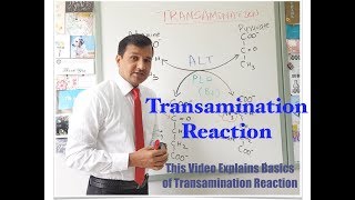 Transamination Reaction [upl. by Shimberg490]