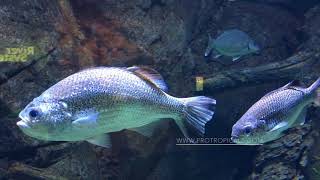 Jungle Perch  Kuhlia rupestris  Australian Freshwater Fish [upl. by Ludwig]