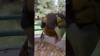 An Evening Grosbeak stopping by for some seed❣️ wildlife birdspecies animals nature birdtypes [upl. by Aileda261]