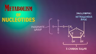 Metabolism of Nucleotides [upl. by Talbot]