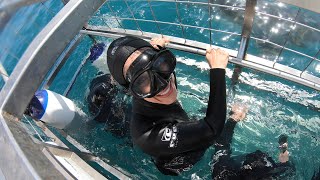 Shark Cage Diving in South Africa [upl. by Patten]