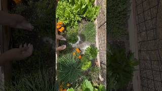 Scrappy Gardening benefits of using eggshell powder 🥚 gardening beginner diy shorts [upl. by Garnette]