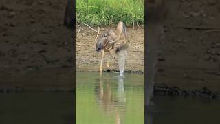 bird attack in fishing viral shots youtubeshorts shortvideo birds attack fish 10m [upl. by Cantu]