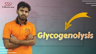 Overview of Glycogenolysis in bangla glycogen breakdown [upl. by Aicatsue677]