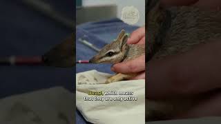 Numbat 🦨 The Rarest Animals on Earth shorts [upl. by Nylirak915]