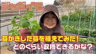 ジャガイモ 芽かきした物を再定植してみた【芽かき】【ジャガイモ】【キタアカリ】【赤アンデス】【育て方】【栽培方法】 [upl. by Gilpin268]