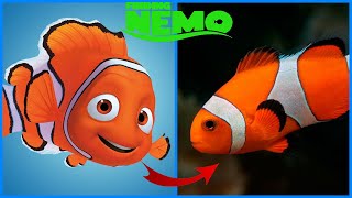 🐠 Finding Nemo Characters IN REAL LIFE 💥 MOST UNSEEN 2022 [upl. by Ssur]