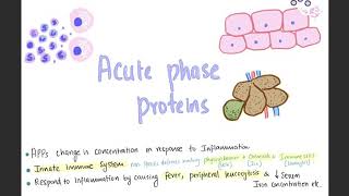 Acute phase proteins overview [upl. by Pernas401]