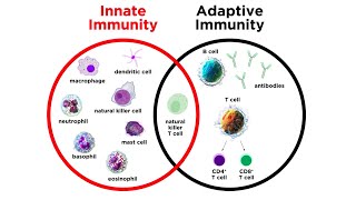 Introduction to Innate Immunity [upl. by Tamis302]