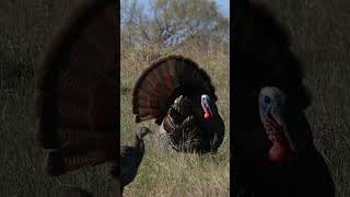 Turkey Season 24 Episode 3 Is LIVE Awesome Hunt You Dont Want To Miss turkeyseason24 [upl. by Inaliel495]