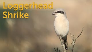 Loggerhead Shrike Butcherbird [upl. by Leunamne]