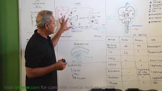 Cerebrospinal Fluid CSF Review [upl. by Northway]