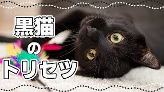 福を呼ぶ？黒猫の性格はギャップが魅力｜毛色で分かる猫の性格 [upl. by Anisirhc]