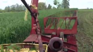 Green chopping sorghum for the cows [upl. by Ellah954]