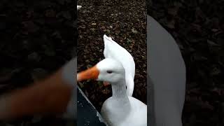 Feeding embden geese [upl. by Dirk]