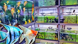 500 Plecos  Rare Angelfish Varieties Large Wholesale Breeder [upl. by Anairol]