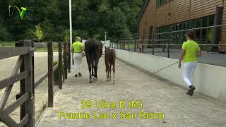 Veulenveiling Dronten  39  Ulina B M  Frankie Lee x San Remo [upl. by Aileek520]