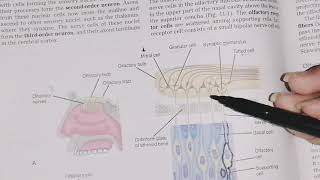 Olfactory Nerve course function and clinical correlate First Cranial Nerve neuroanatomy [upl. by Ednew74]