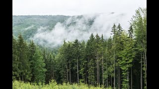 8 FORST IM FOKUS Green Deal als Regelungsflut im Wald [upl. by Tony889]