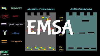 Gel Mobility Shift Assay  EMSA  Electrophoretic Mobility Shift Assay [upl. by Sigismund]