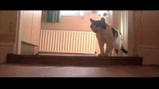 Tiggy the talking cat Says Hello close up proof its real Tiggys Best video [upl. by Basso27]