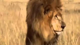 El León mata Hienas mejor documental del mundo [upl. by Laemaj]