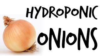 Can You Grow Hydroponic Onions [upl. by Herman]