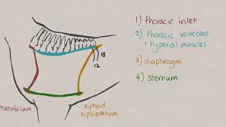 VNatomy  Thoracic cavity [upl. by Martine]