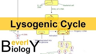 Lysogenic Cycle [upl. by Adala201]