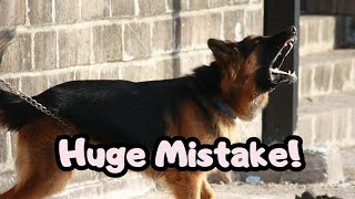 Leash Reactivity Training  Biggest Mistake [upl. by Esilana]