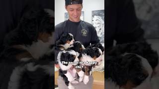 Who agrees 😄❤️ bernedoodle minibernedoodle bernedoodlepuppyvideos [upl. by Bret]