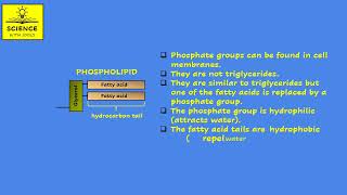 LIPIDS animation PHOSPHOLIPIDS [upl. by Douglas880]