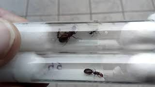 Camponotus sylvaticus Spain vs Crematogaster scutellaris Italy 26112020 [upl. by Farland469]