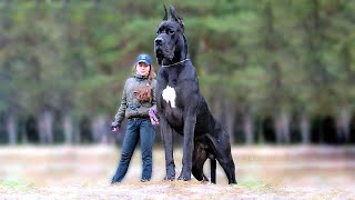 Top 10 Best Dog Breeds for Your First Dog [upl. by Arval]