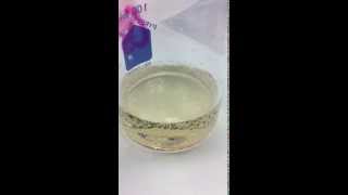 Color change starch potassium iodide and hydrogen peroxide Iodine Clock Reaction [upl. by Kavanagh140]