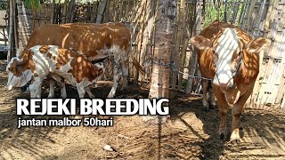 REJEKI BREEDING quotLAHIR JANTAN 50HARIquot [upl. by Medovich]