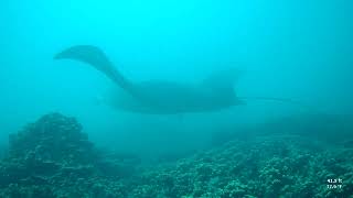 SCUBA DIVING WITH A GIANT MANTA RAY IN BORA BORA [upl. by Felic947]